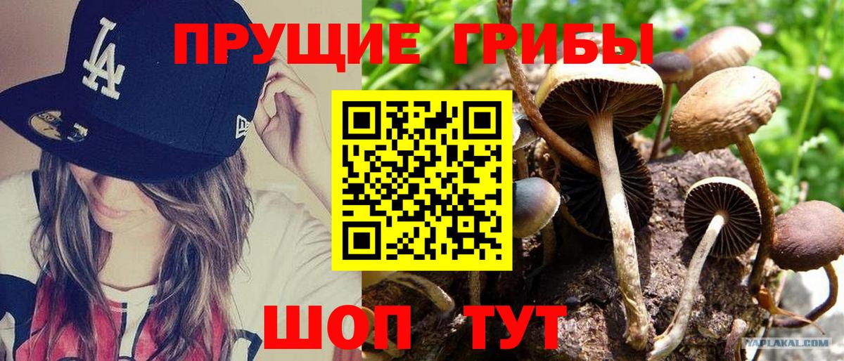 Псилоцибиновые грибы прущие грибы Тихорецк